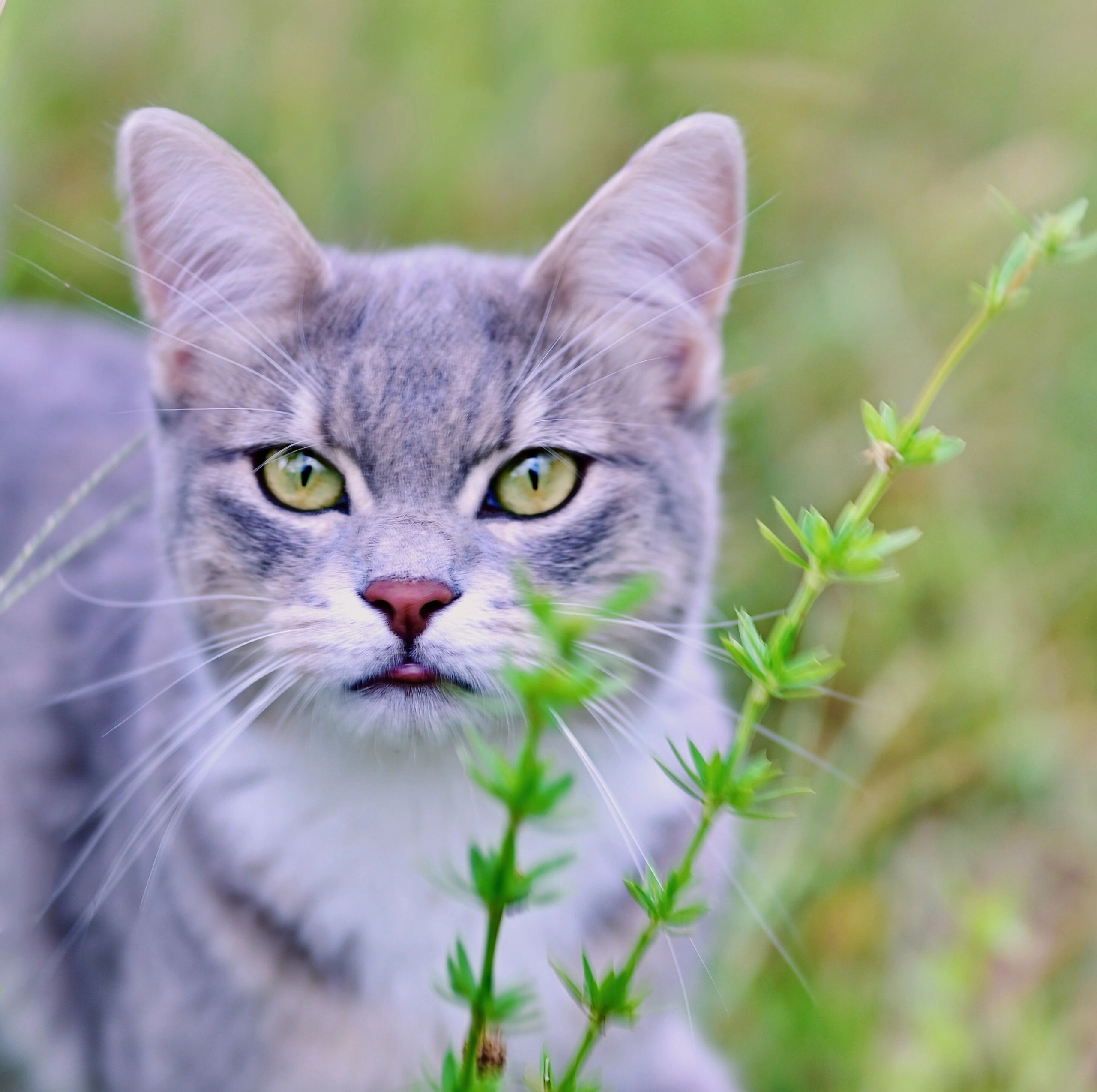 Close-up pet portrait