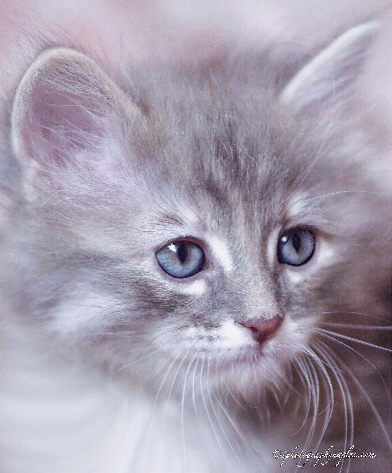 Playful pet portrait